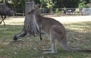 澳大利亚发生袋鼠杀人事件！袋鼠在什么情况下会杀人？