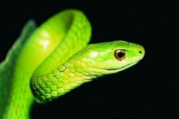 显赫一时,打一生肖