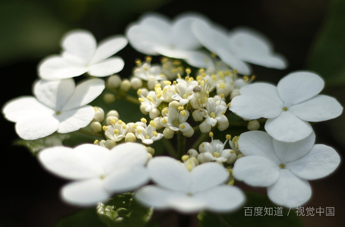 包拯包青天为啥不力保岳飞?