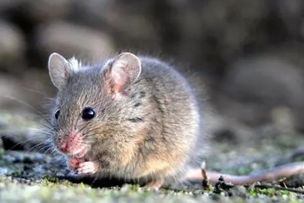 装怯作勇是什么生肖?