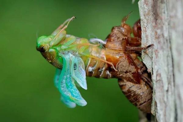 说鸟不是鸟，躲在树上叫。自吹啥都懂，其实全不晓。谜底是什么