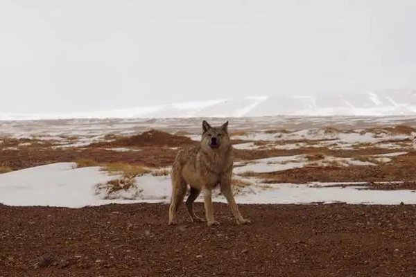 女子在青海无人区上厕所与狼四目相对，当时她的心情是怎样的？