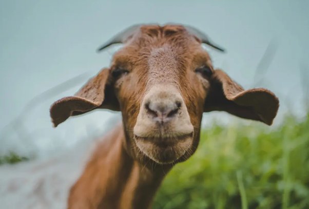 割须换袍是什么意思打一生肖