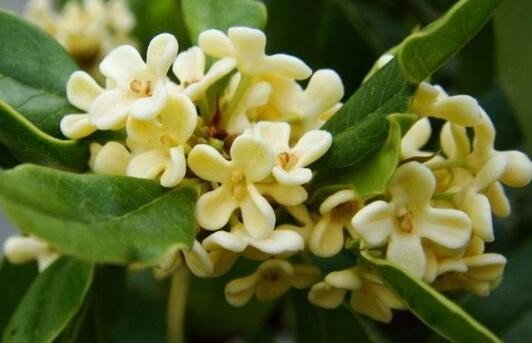 自是花中第一流的全诗是什么？