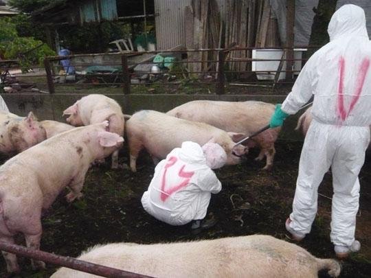 广东雷州发生一起猪口蹄疫疫情，什么是猪口蹄疫疫情？