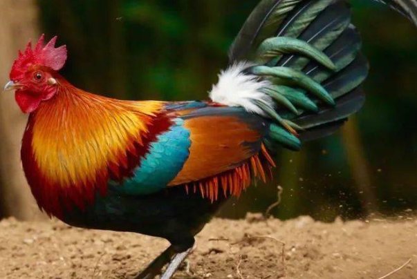 中气十足打一正确生肖