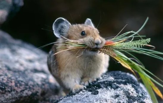 潦草塞责打一生肖动物