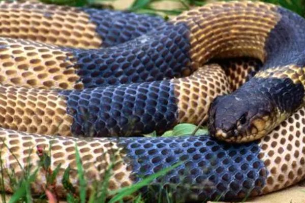 十二生肖的岁数表