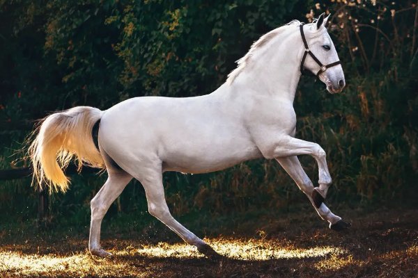 杀回马枪是什么动物