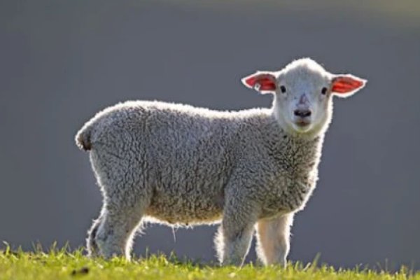 起居无时什么肖