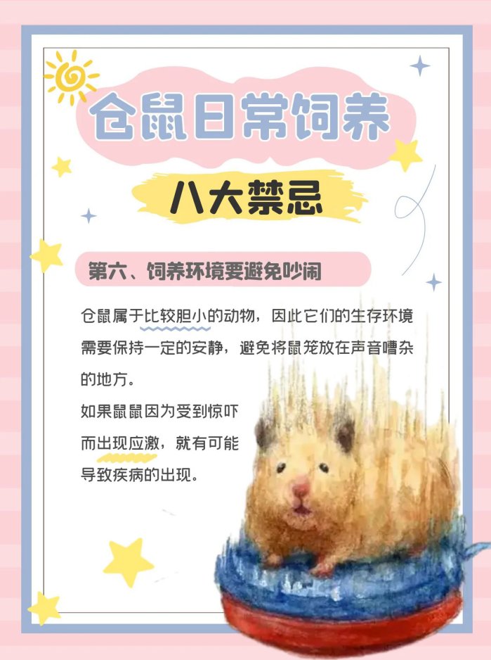 仓鼠饲养八大禁忌,新手必看
