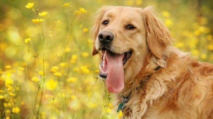 最适合男人的动物