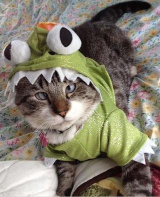 贪睡母女猫的评论