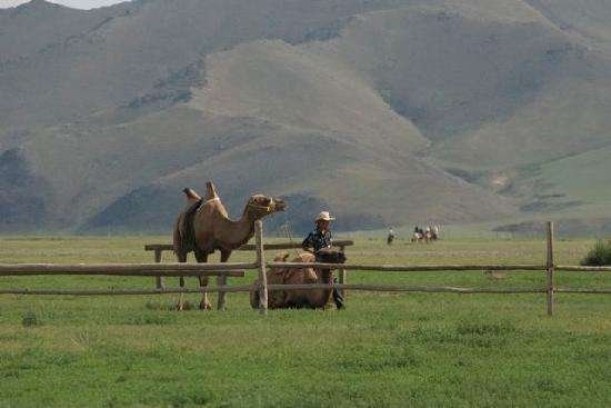 camel toe是什么意思?