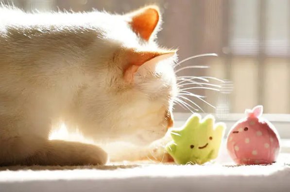 请人捉刀比喻什么动物