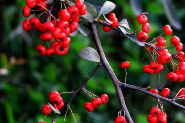 红豆生南国，春来发几枝，愿君多采撷 此物最相思是什么意思