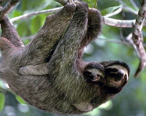 树懒跟考拉是一回事吗？