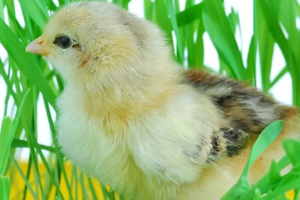 巧夺天工指什么动物生肖