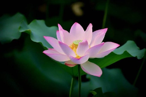 玄武湖并蒂莲被游客摘下，景区该如何保护景物不被破坏？