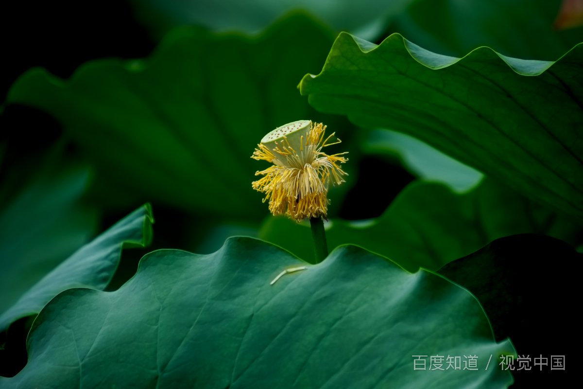 什么叫“相爱相杀”？