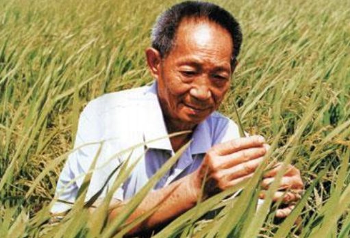 杂交水稻有人吃吗?