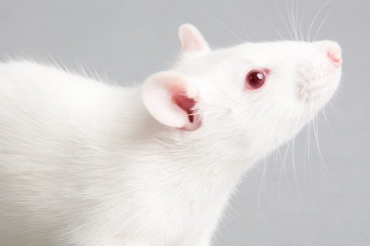 事无大小打一生肖最佳答案