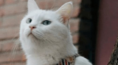 流浪10天的石家庄白猫终于找到了，背后都有哪些人的努力？