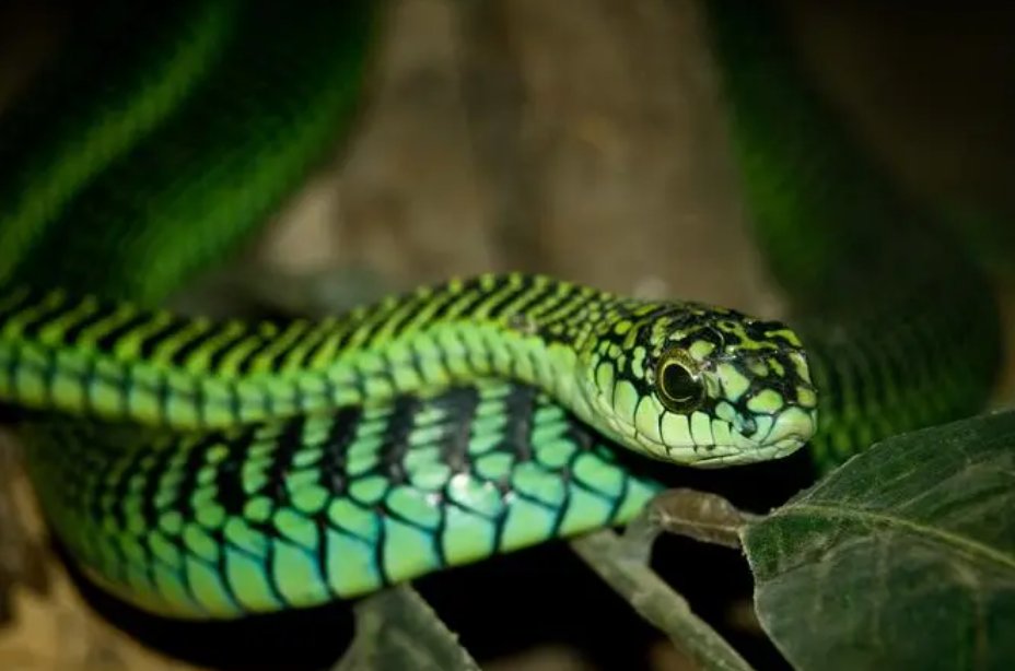 非洲十大毒蛇排行