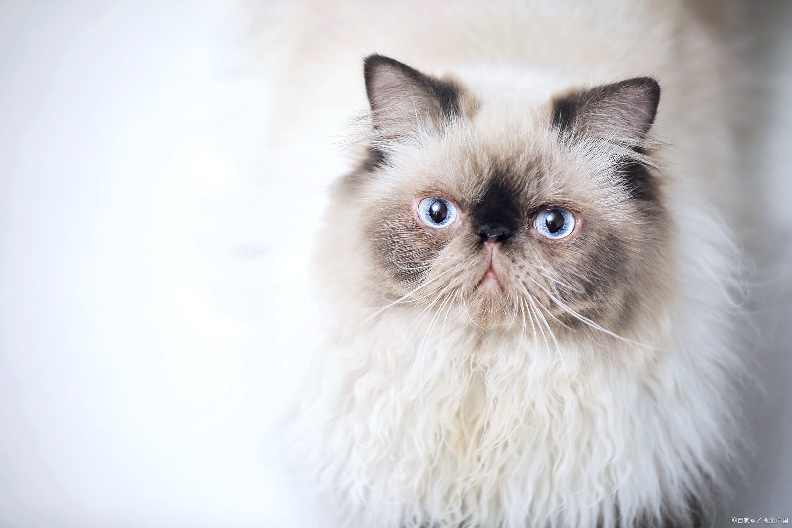 大家知道维多利亚最宠爱的波斯猫吗？