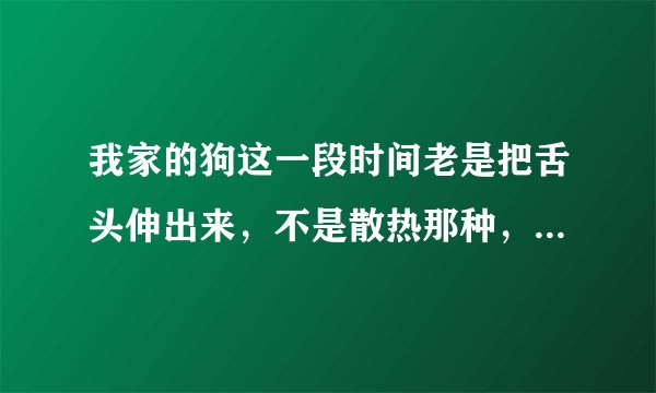 我家的狗这一段时间老是把舌头伸出来，不是散热那种，就像蛇一样速度很快，是为什么？