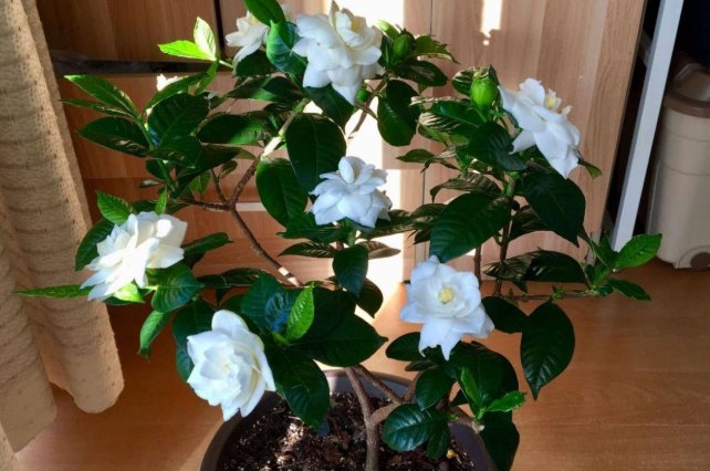 栀子花不吉利是真是假