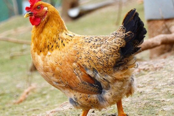 色中饿鬼,打一生肖