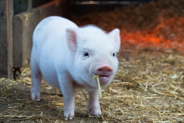 杀回马枪是什么动物