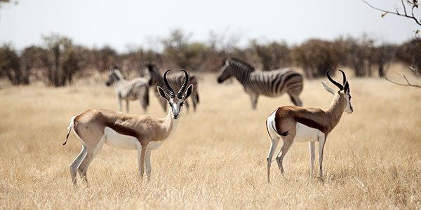 南非旅游注意事项有些什么?去南非旅游需要带些什么东西?