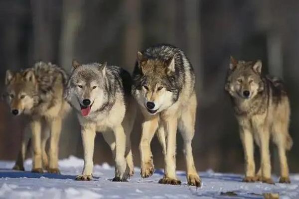 女子在青海无人区上厕所与狼四目相对,当时她的心情是怎样的?