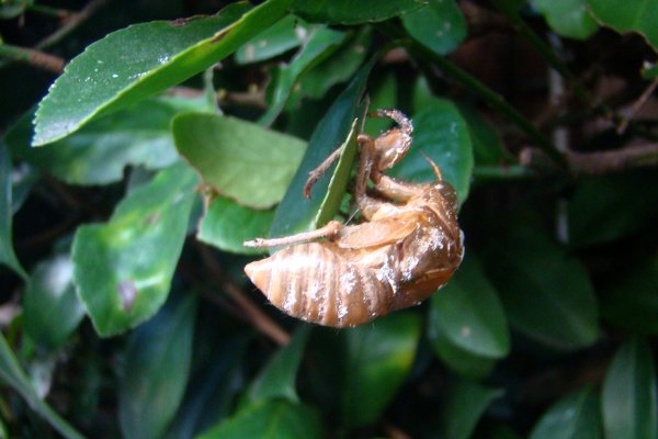 爬蚱皮是用来干什么的