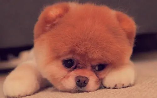 家里养狗和老公吵架怎么办？