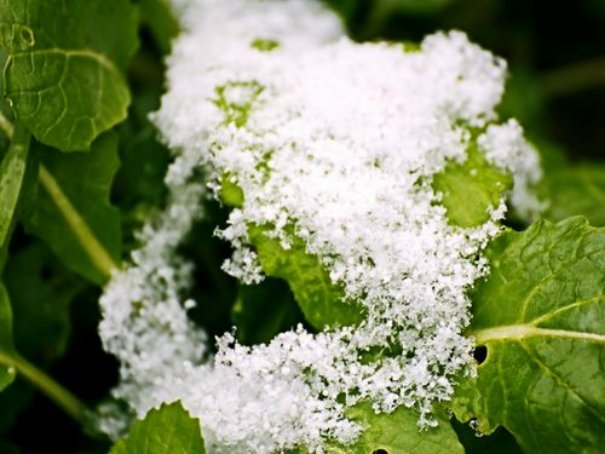 春天下雪意味着什么