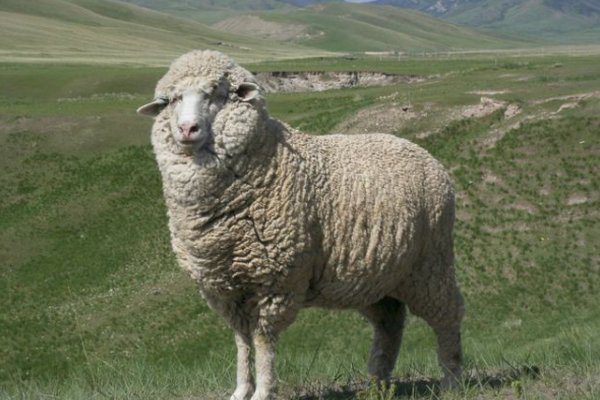 掉以轻心打一正确动物