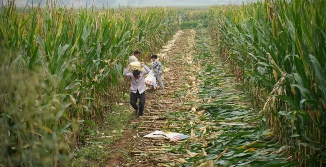 山东一小伙帮岳父收玉米，怕过敏却穿防护服，此举遭到了网友怎样的调侃？