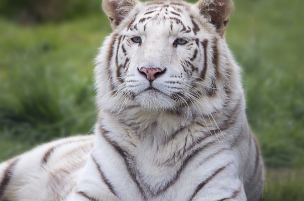 女生是白老虎和光阴的意思