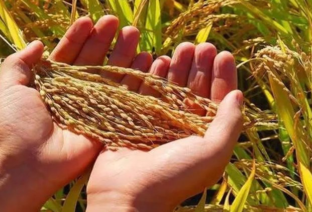 发挥自身优势 抓住什么这个核心竞争力