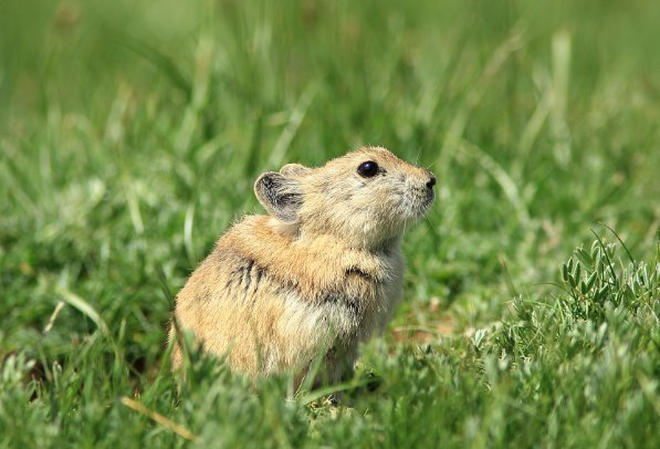 百感交集的意思是什么生肖