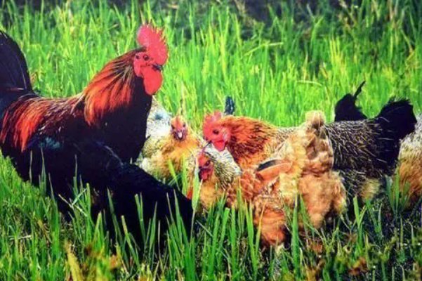 巧夺天工指什么动物生肖