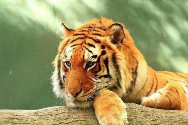 强者反已指的是什么生肖