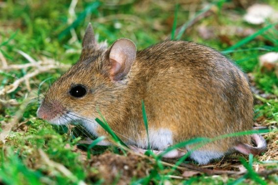 搓手跺脚是什么生肖?