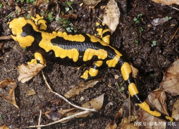 北京海关查获了10只活体火蝾螈，这种生物有哪些危害？