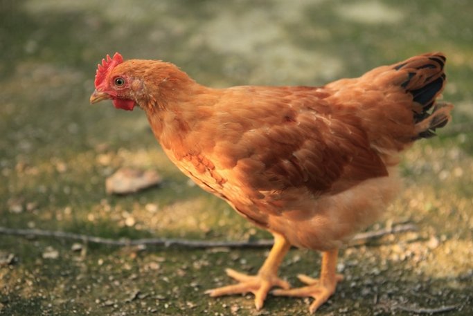 余音绕梁比喻什么生肖