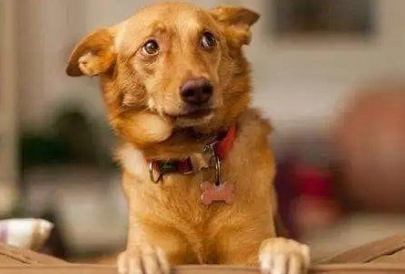 狗最怕的三个手势