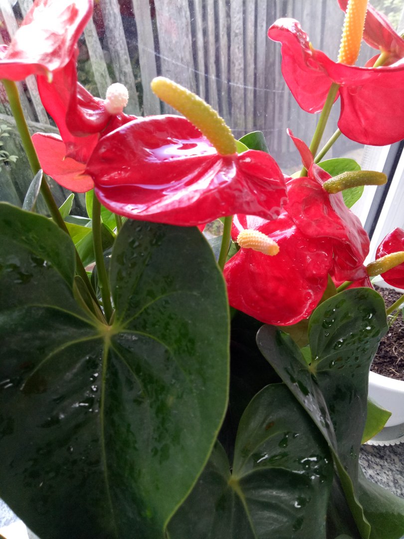 老公结婚后不跟他爸分开，和他爸开修车店给他爸干活，钱他爸拿着，公婆拿儿媳妇当外人，